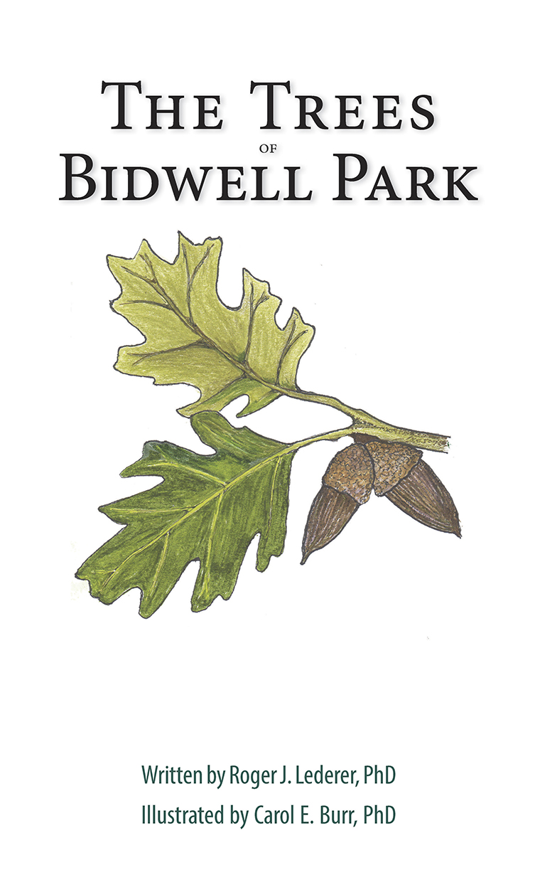The Trees of Bidwell Park